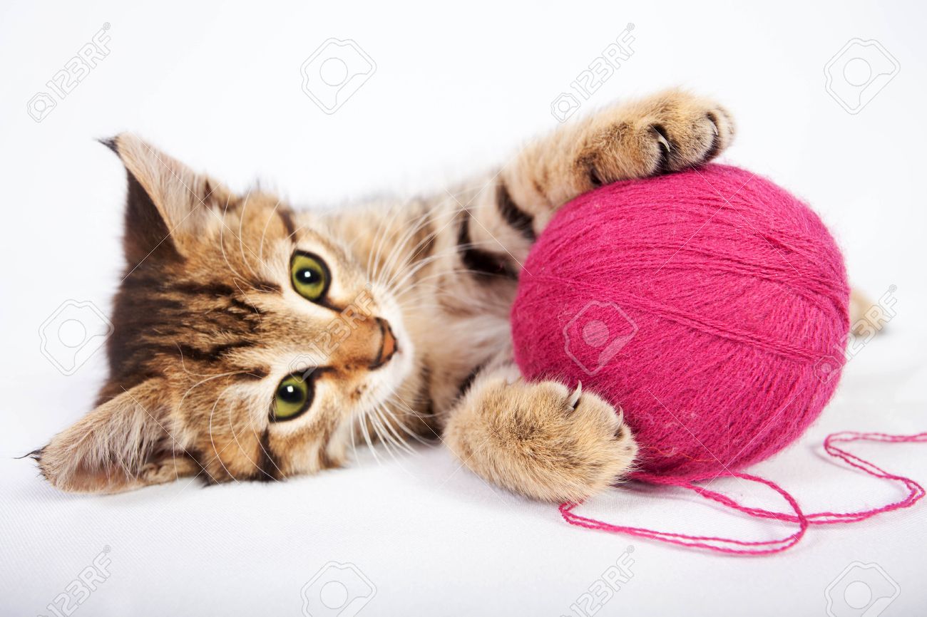 kitten playing with ball