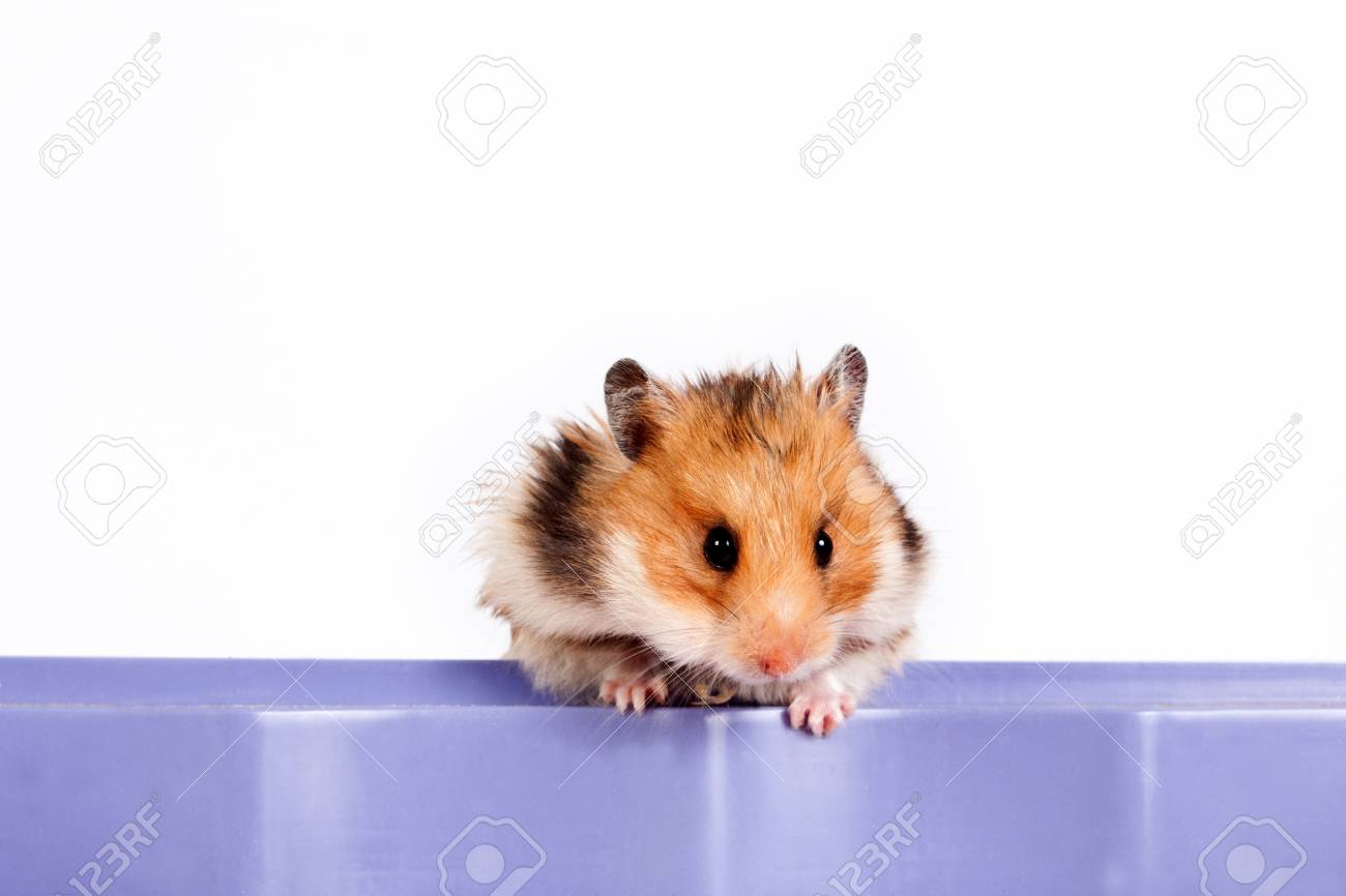 Curieux Petit Hamster Assis Sur La Boîte - 
