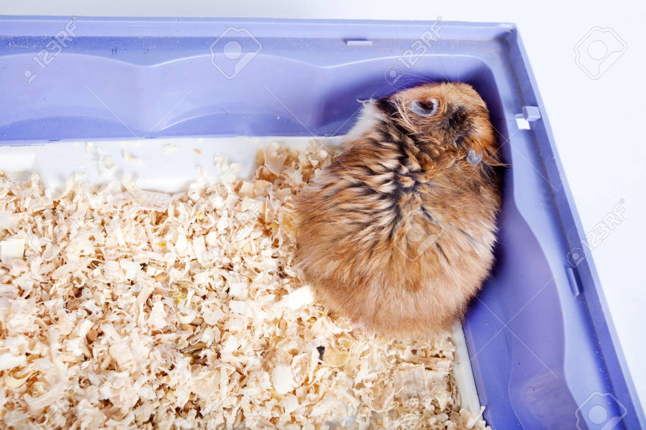 hamster sawdust