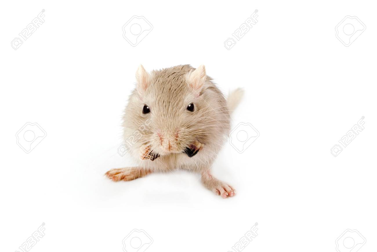 toy gerbil