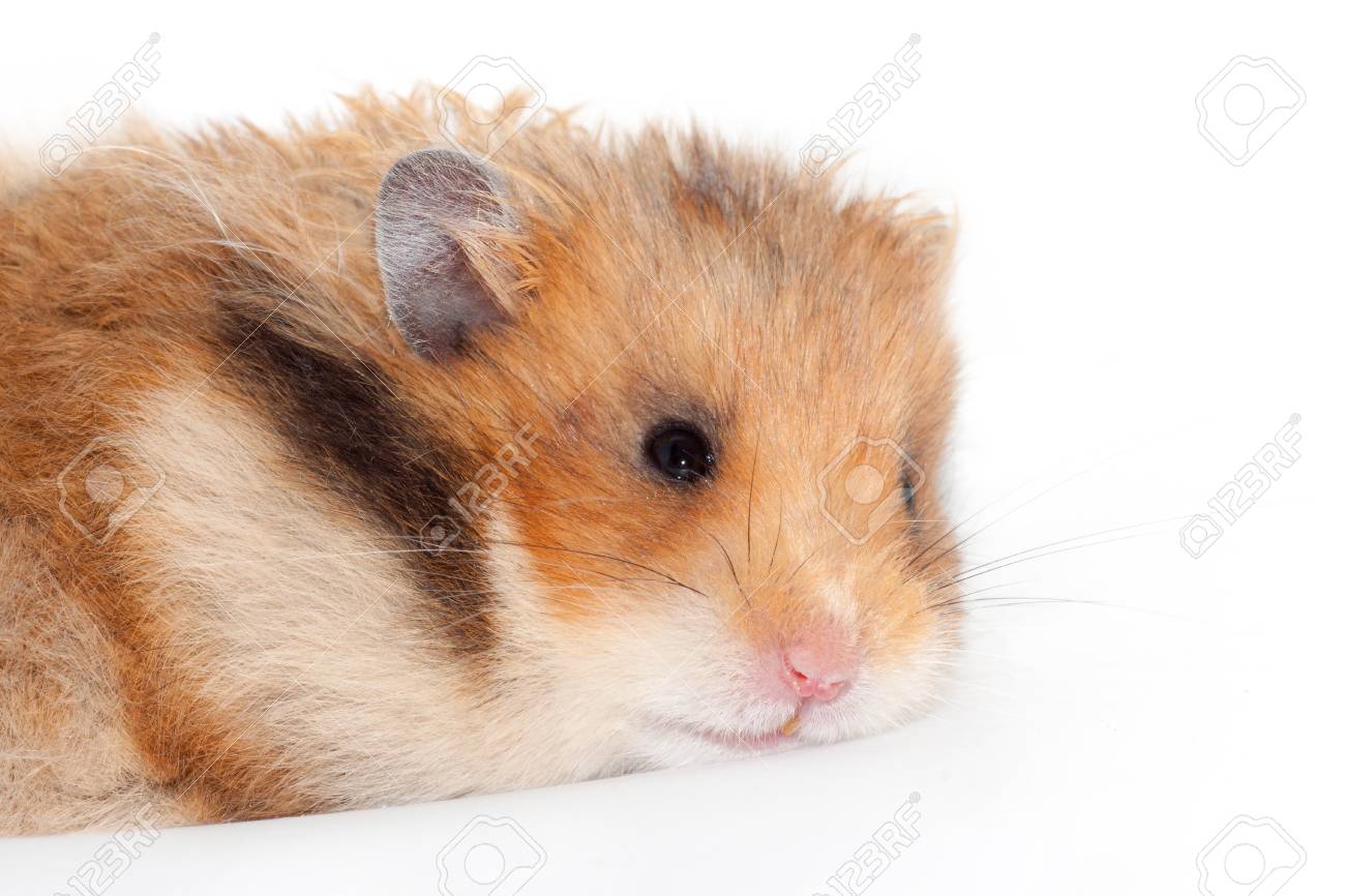 white and tan hamster