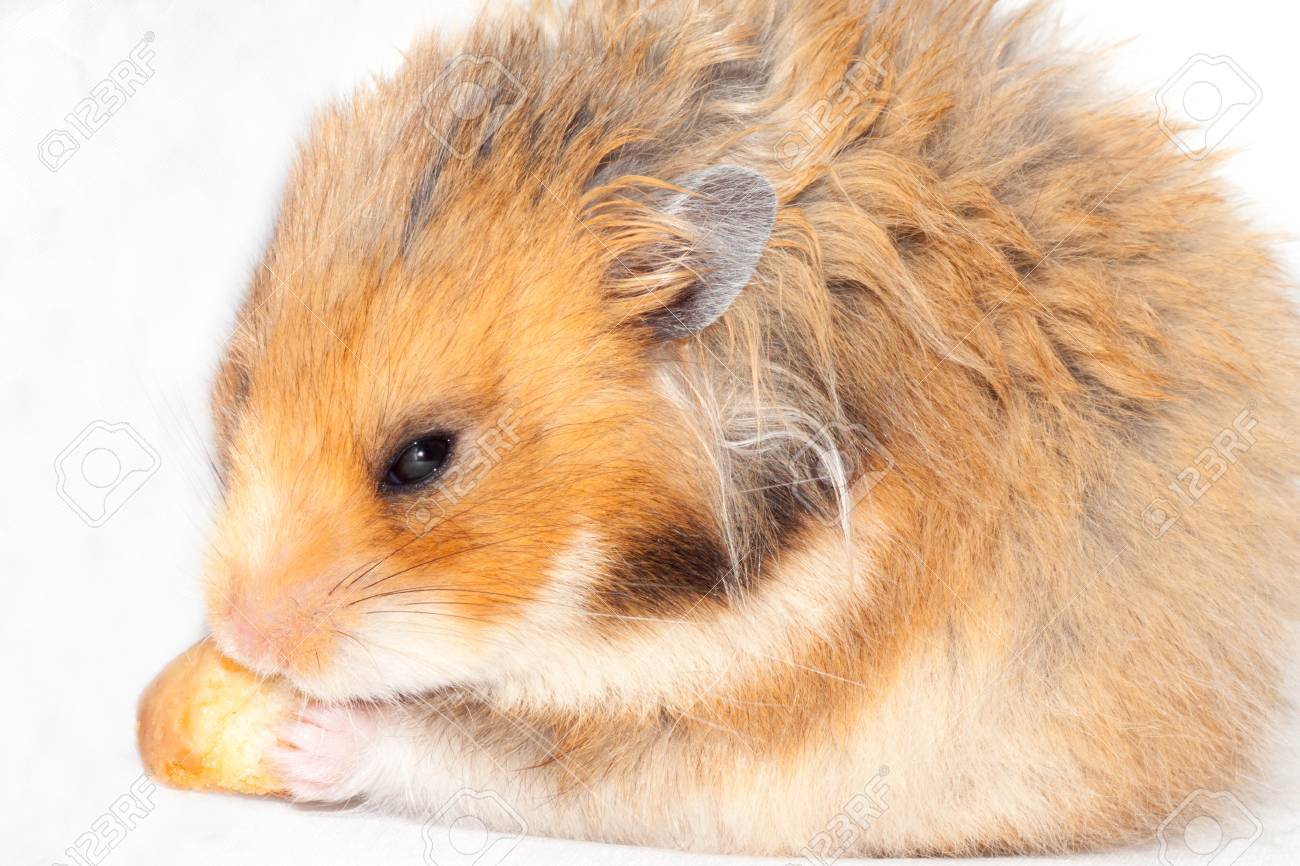Funny Syrian Red Hamster Eats A Piece Of Bread Isolated On White Background Stock Photo Picture And Royalty Free Image Image