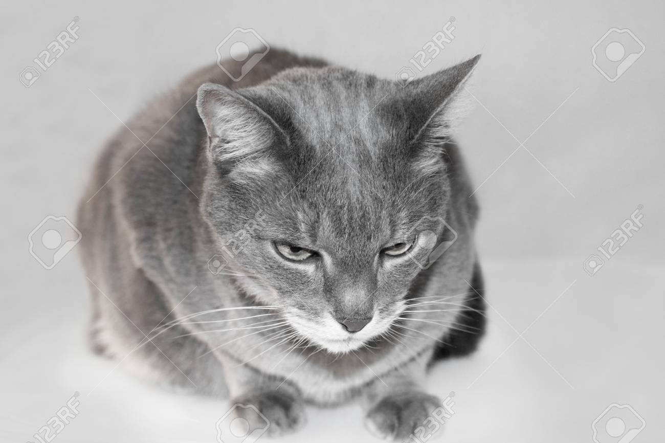 Stock Photo