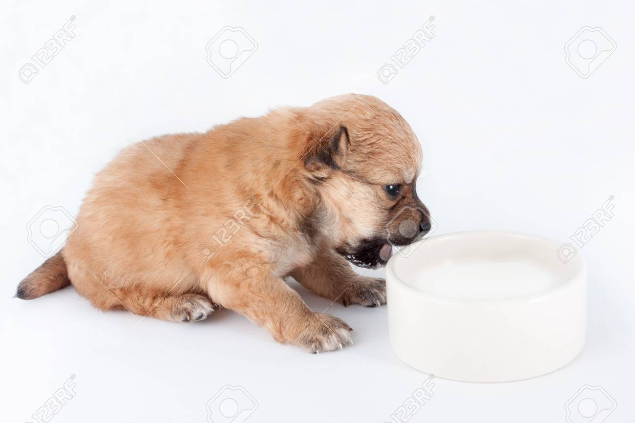 puppy drink