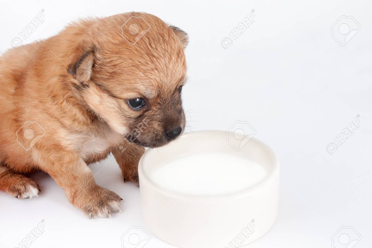 puppy drink