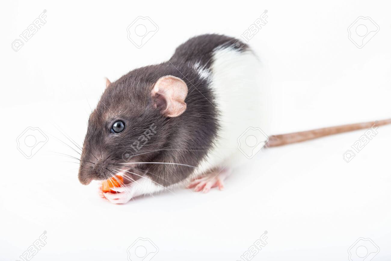 Cute domestic rat eats a piece of carrot isolated on white background. Symbol of the year according to the Chinese horoscope - 134615311 Cute domestic rat eats a piece of carrot isolated on white background. Symbol of the year according to the Chinese horoscope - 134615311