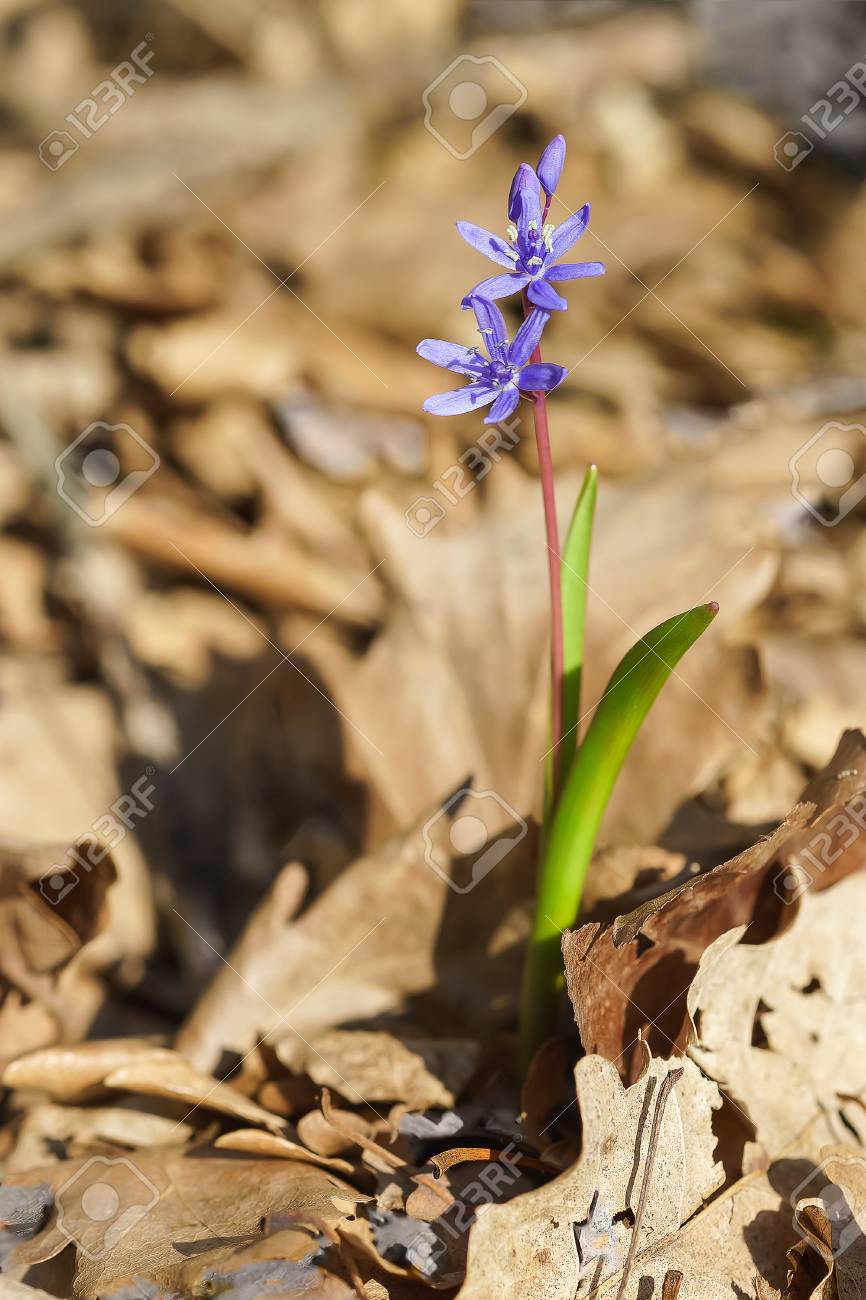 Fruhlingswald Blaue Blume Der Sibirischen Scilla Oder Scylla Lat Scilla Sibirica Im Wald Lizenzfreie Fotos Bilder Und Stock Fotografie Image 68242580