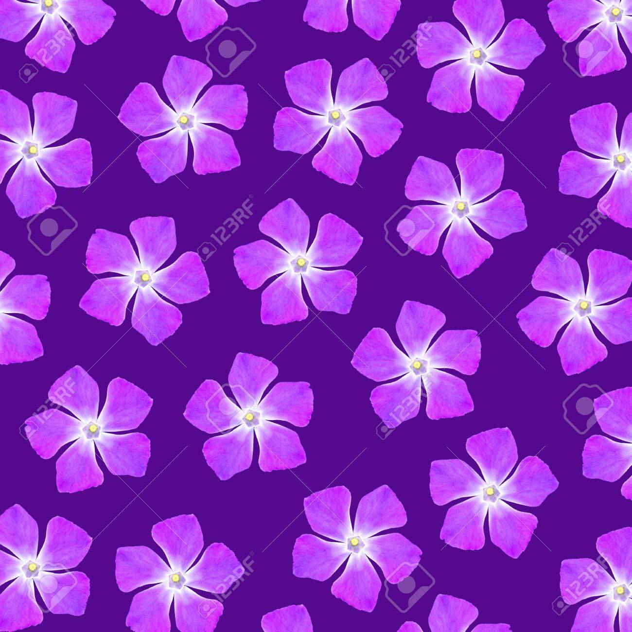 5 枚の花弁のパターンの紫の花 の写真素材 画像素材 Image