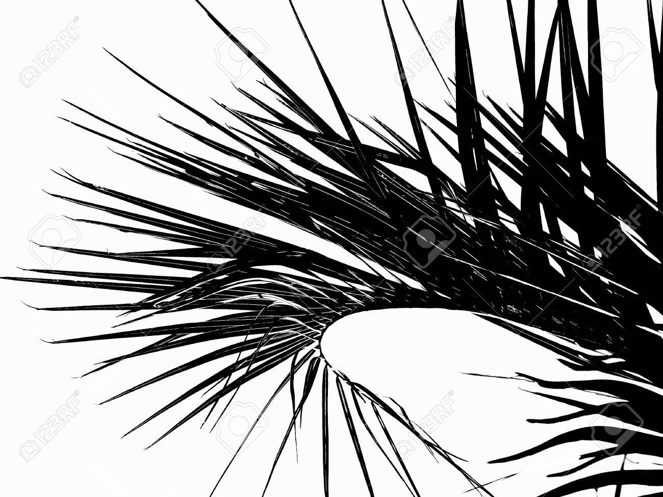 Illustration palm leaves silhouette illustration in black isolated on white