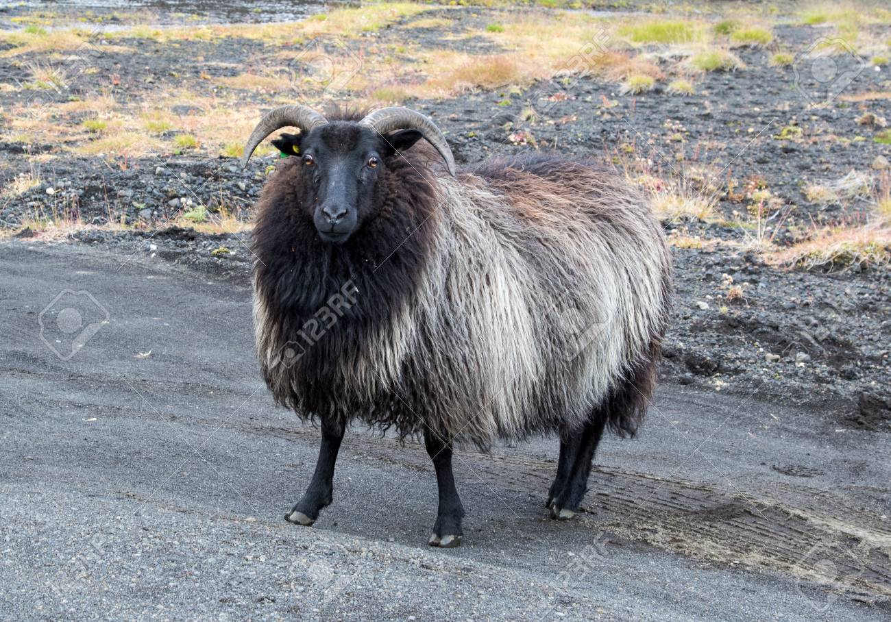 black ram