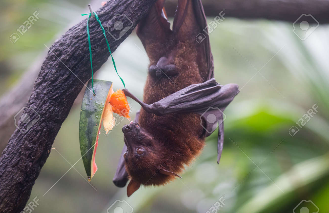 Fruit Bat Also Known As Flying Fox With Big Leather Wings Hanging Upside  And Down Eating Juicy Orange And Watermelon Stock Photo, Picture and  Royalty Free Image. Image 133499614., image size:1300x841