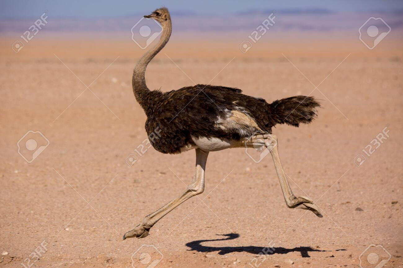 Frightened thick ostrich running with high speed along the road in Namibia desert - 135768765 Frightened thick ostrich running with high speed along the road in Namibia desert - 135768765