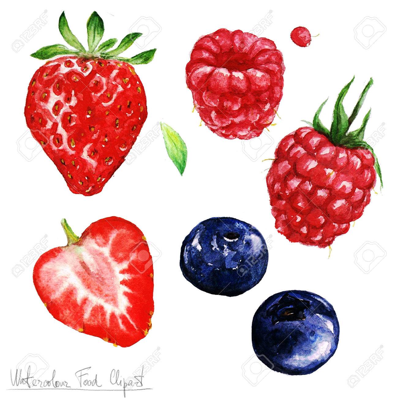 Download Watercolor Food Clipart Berries Stock Photo Picture And Royalty Free Image Image 52896696