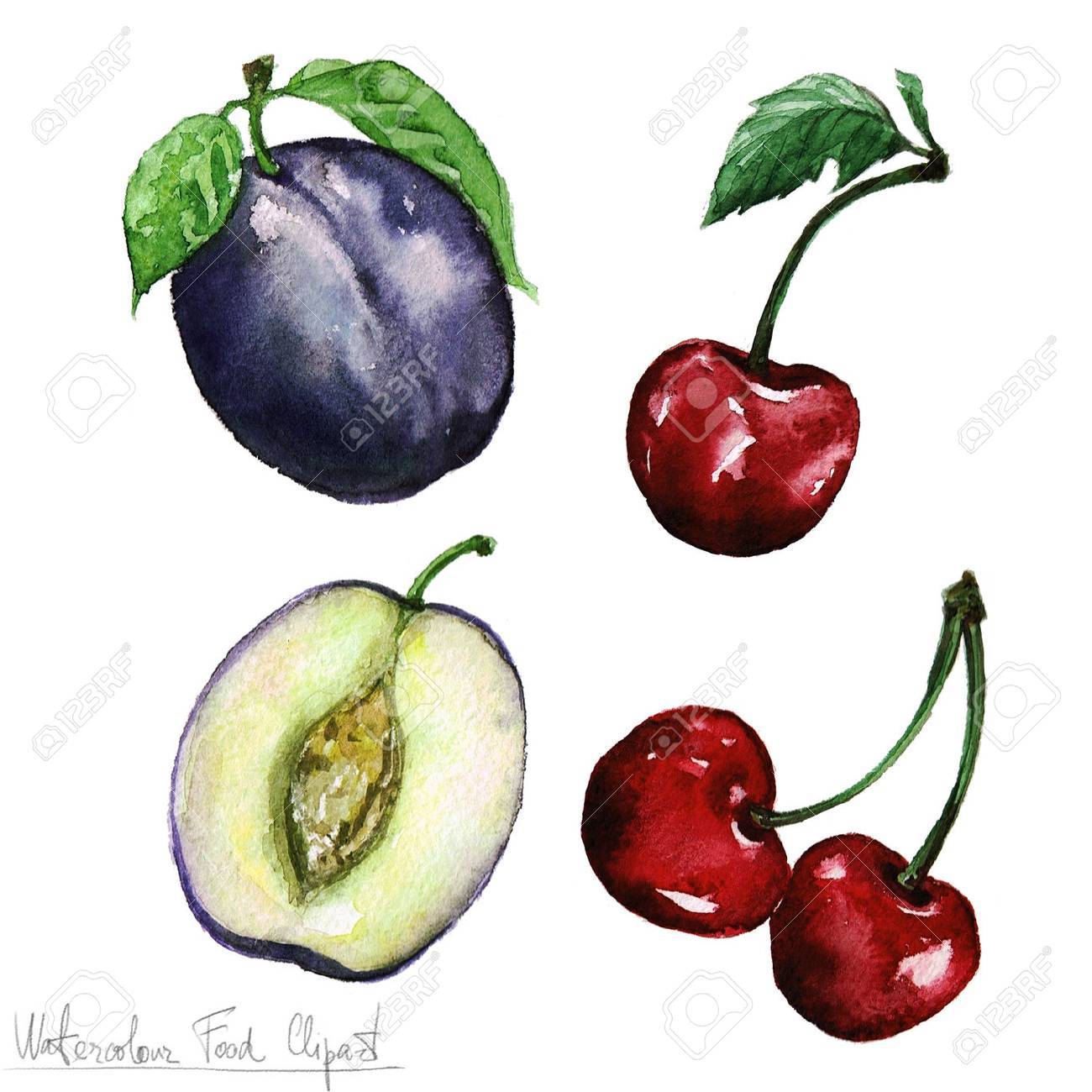 Download Watercolor Food Clipart Plum And Cheery Stock Photo Picture And Royalty Free Image Image 52896717