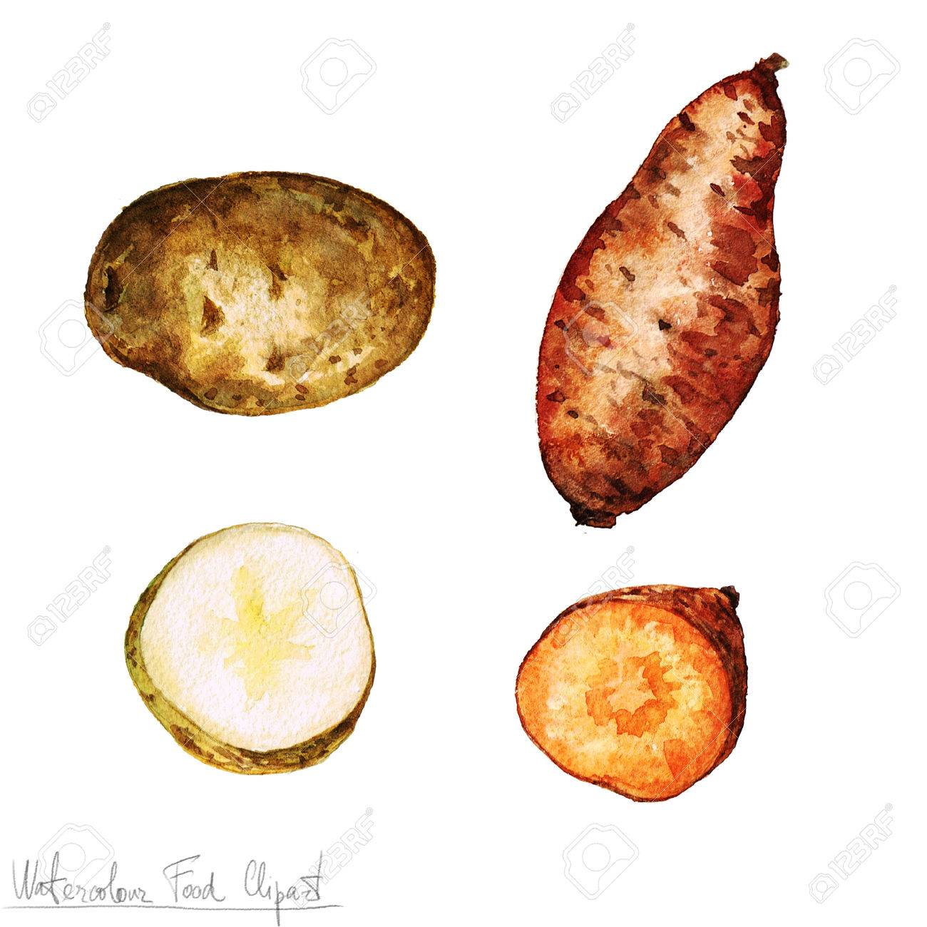 Watercolor Food Clipart - Potato - 53245598 Watercolor Food Clipart - Potato - 53245598