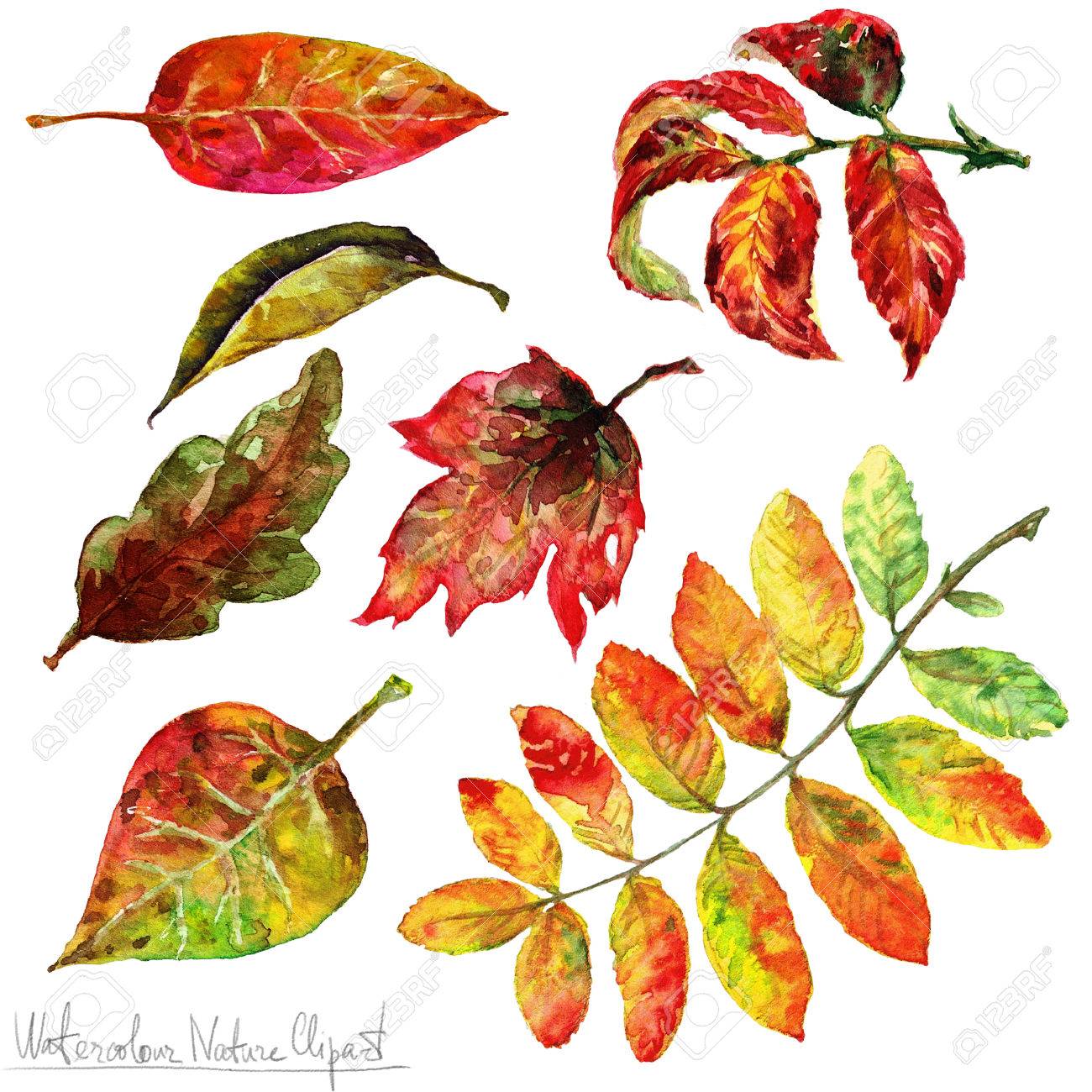 水彩自然クリップアート 紅葉 の写真素材 画像素材 Image