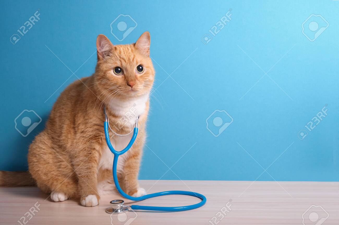 Cute Ginger Cat With Stethoscope On Blue Background Veterinary Clinic Concept Royalty Vrije Foto Plaatjes Beelden En Stock Fotografie Image Cute Ginger Cat With Stethoscope On Blue Background Veterinary Clinic Concept Royalty Vrije Foto Plaatjes Beelden En Stock Fotografie Image