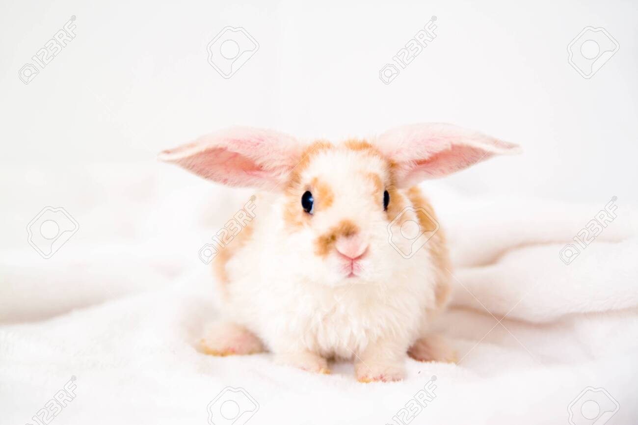 Cute Little Orange And White Color Bunny With Big Ears. Rabbit On White Background. Animals And Pets Concept Stock Photo, Picture And Royalty Free Image. Image 126899631. Cute Little Orange And White Color Bunny With Big Ears. Rabbit On White Background. Animals And Pets Concept Stock Photo, Picture And Royalty Free Image. Image 126899631.
