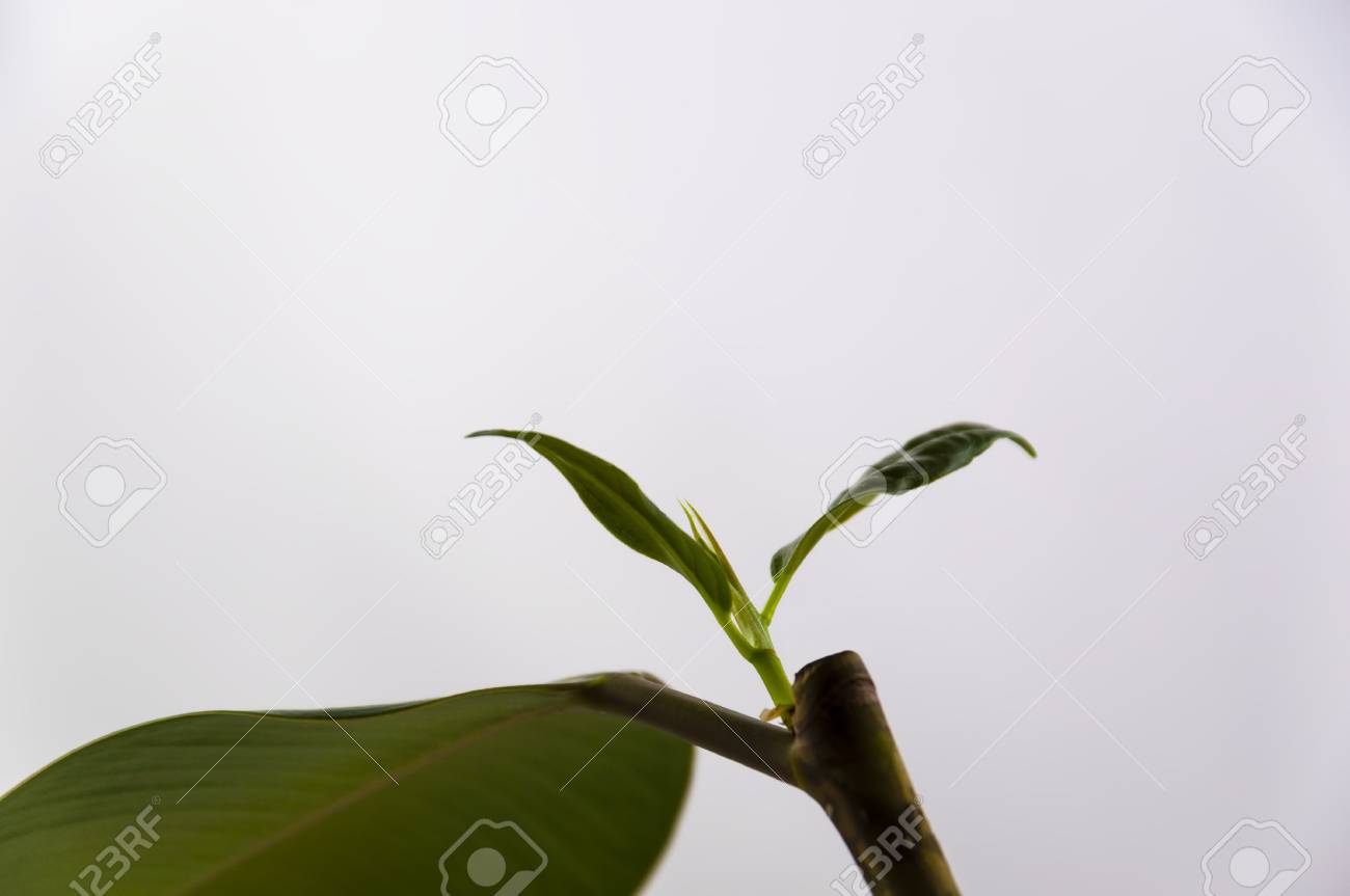 petite branche d?un ficus caoutchouté sur un fond gris avec une grande feuille, - 78415245