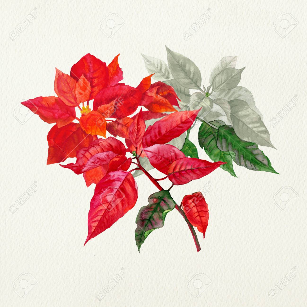 christmas poinsettia watercolor christmas illustration stock photo
