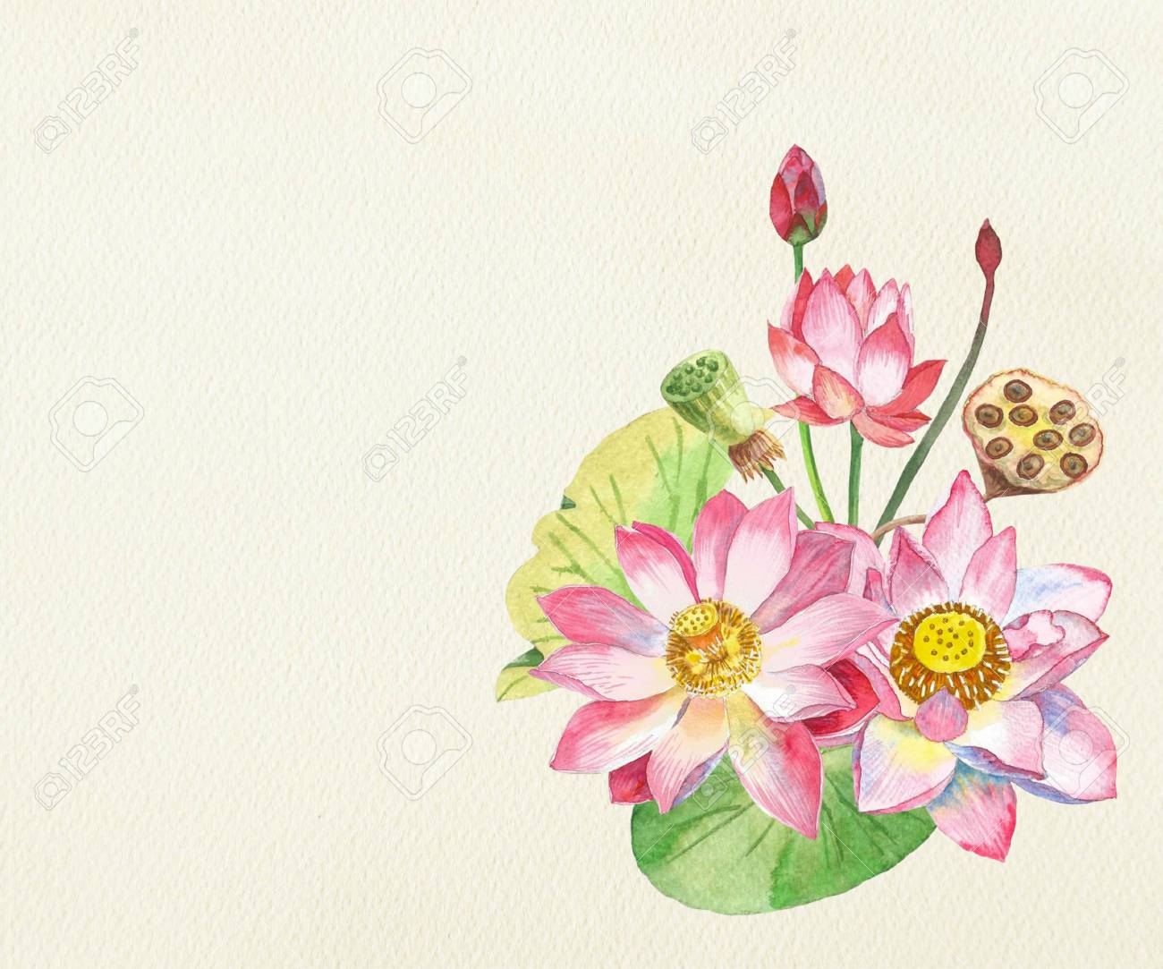 美しい蓮の花 手描きの水彩画のイラスト の写真素材 画像素材 Image