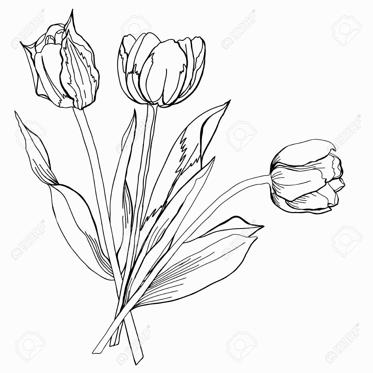 tulip sketch black and white royalty free cliparts vectors and