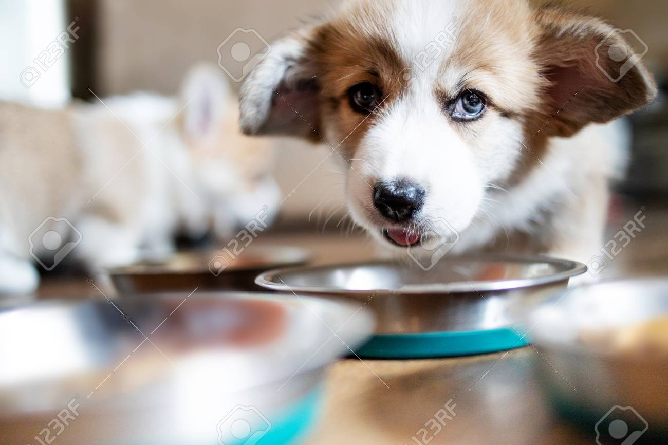 puppy eating food