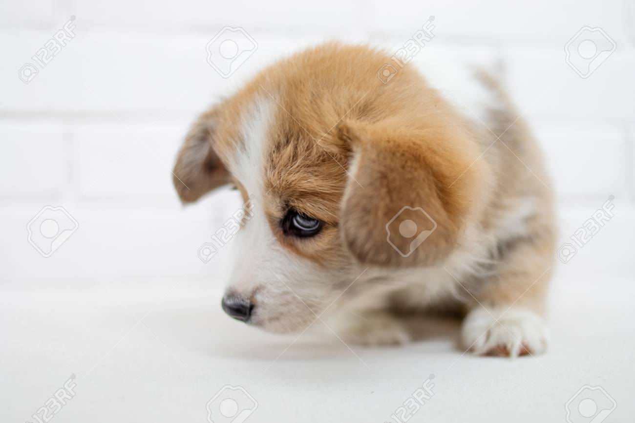 cute fluffy puppy pictures