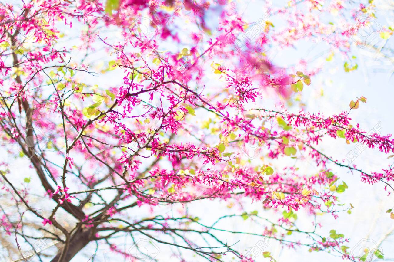 Beautiful Cherry Blossom Tree In Springtime Over Blurred