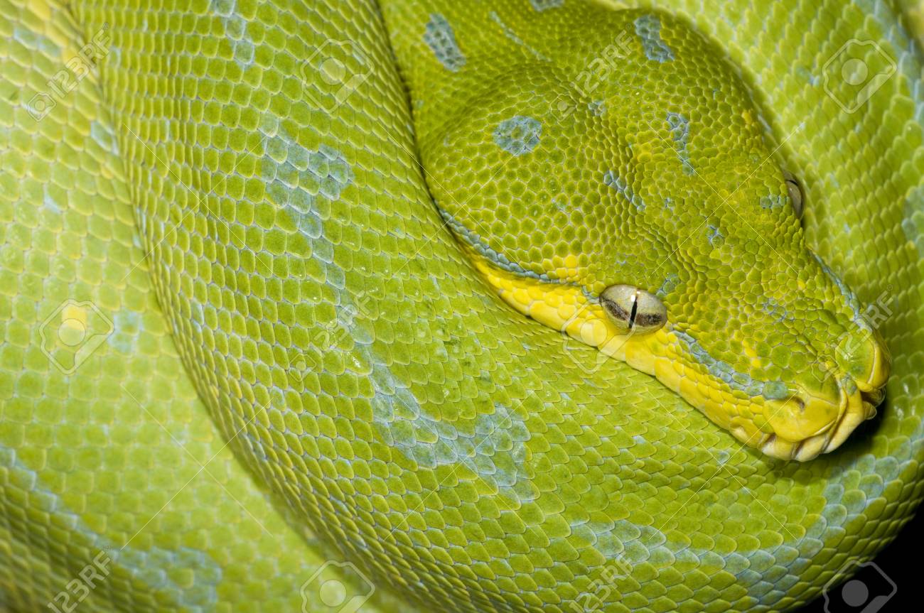 A Large Green Snake Curled Around Itself Stock Photo, Picture and Royalty  Free Image. Image 84249270.