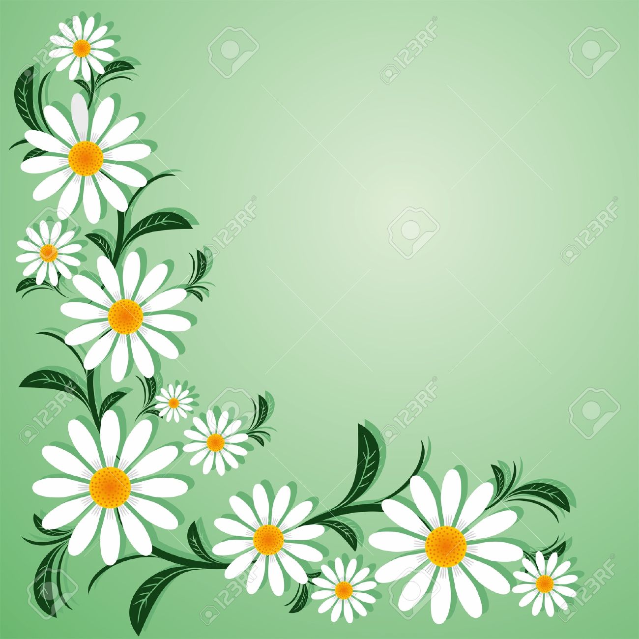 Floral border with with Chamomiles. - 18384826 Floral border with with Chamomiles. - 18384826