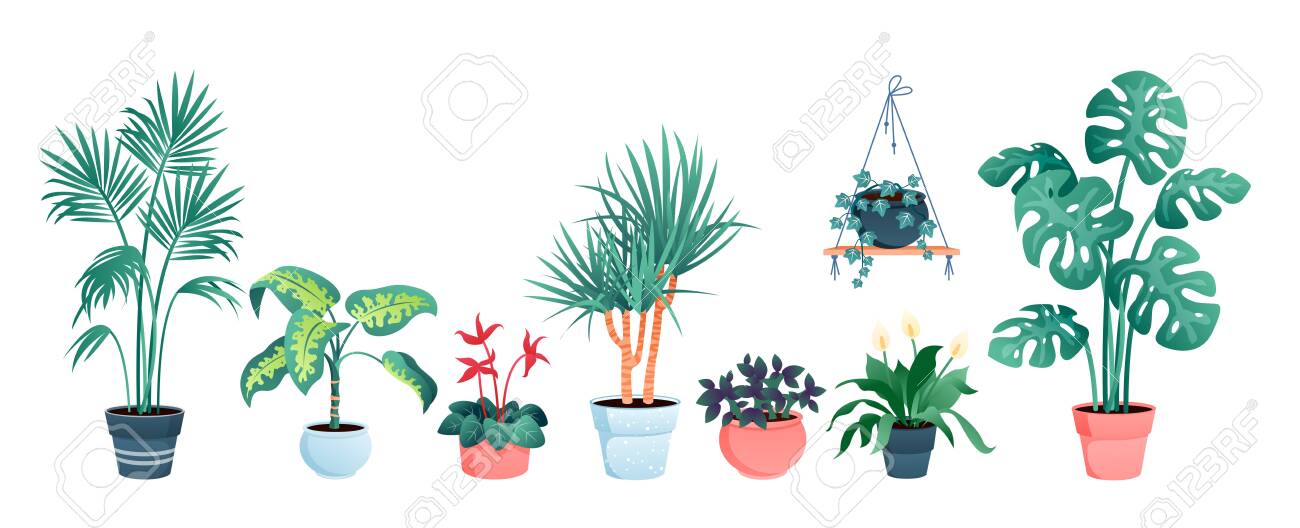 House plants home decor vector illustration set. Cartoon potted green plants flowers collection, houseplants in clay pot, hanging decorative flowerpots isolated on white - 151948126 House plants home decor vector illustration set. Cartoon potted green plants flowers collection, houseplants in clay pot, hanging decorative flowerpots isolated on white - 151948126