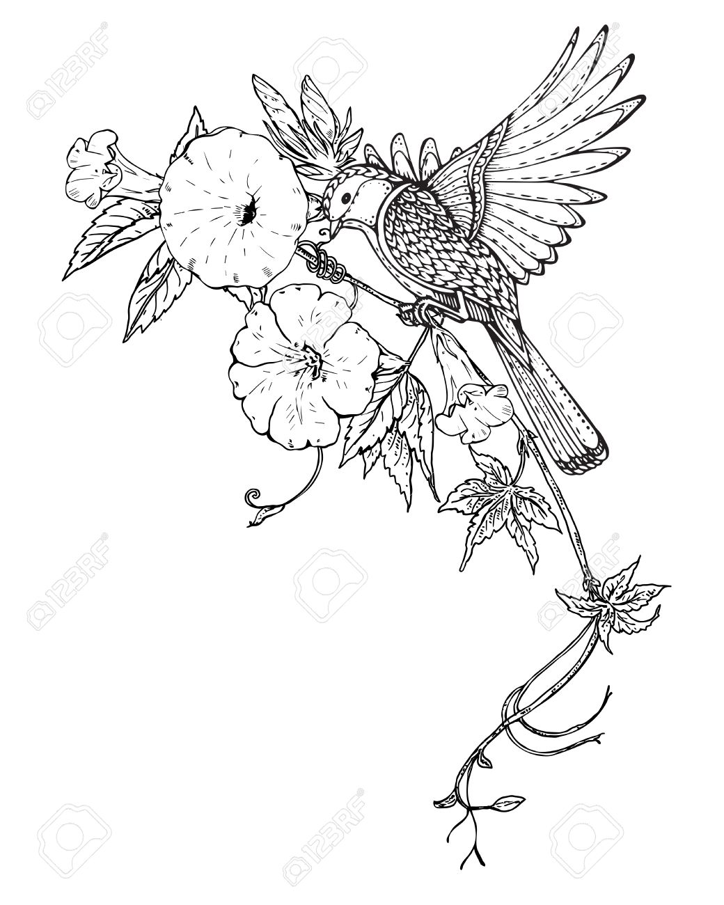 Vector Illustration De La Main Dessiné Oiseaux Graphique Sur Liseron Fleur Branche Image En Noir Et Blanc Pour Pour Livre De Coloriage Tatouage