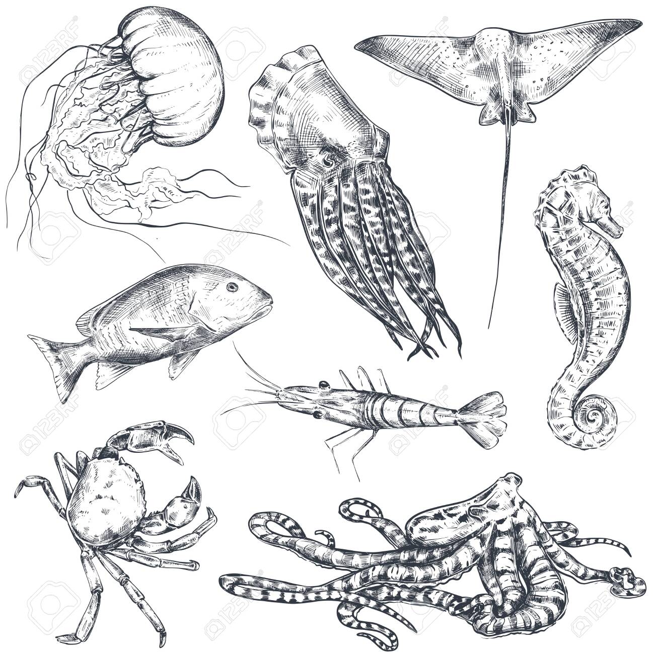 Vector Collection Of Hand Drawn Ocean And Sea Animals In Sketch Style Isolated On White. Royalty Free SVG, Cliparts, Vectors, And Stock Illustration. Image 135123437. Vector Collection Of Hand Drawn Ocean And Sea Animals In Sketch Style Isolated On White. Royalty Free SVG, Cliparts, Vectors, And Stock Illustration. Image 135123437.