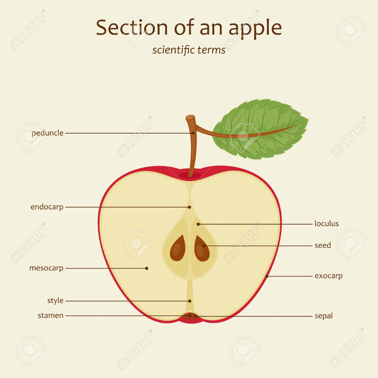 section of an apple apple parts names study guide vector