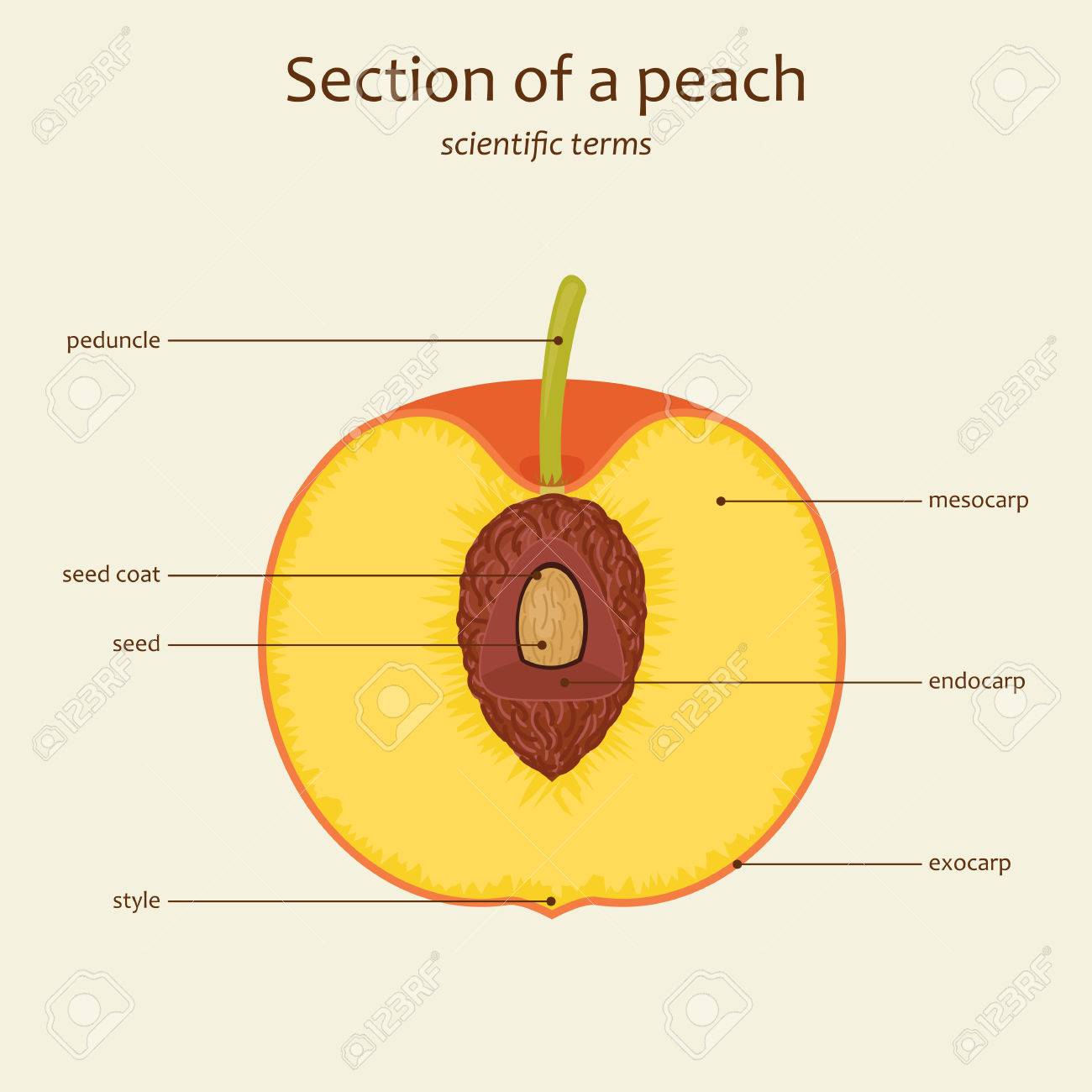 section of a peach peach parts names study guide vector