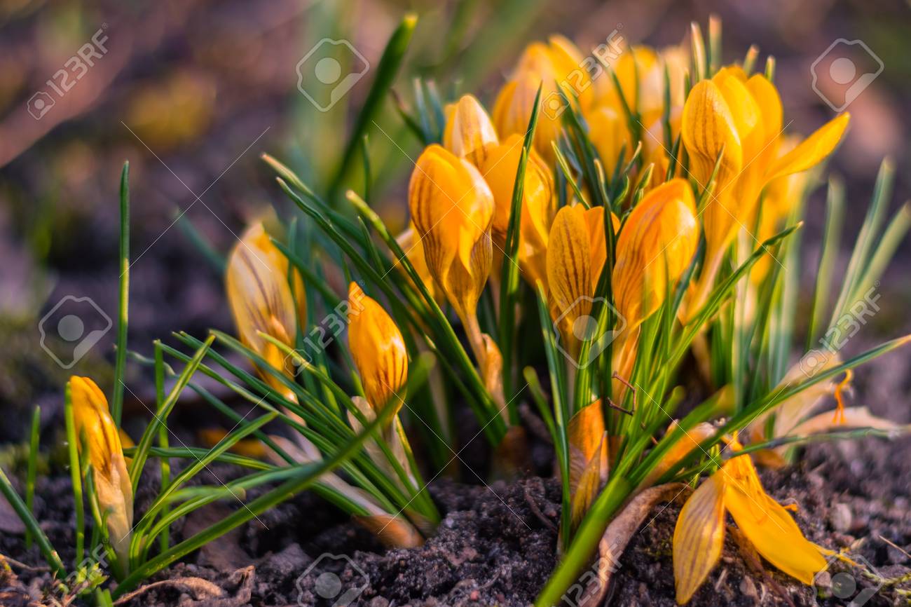 Crocus Jaune Qui Fleurit Au Début Du Printemps Gros Plan Au Coucher Du Soleil Coup De Macro De Fleur De Crocus Jaune Au Printemps Sur Un Sol Vide