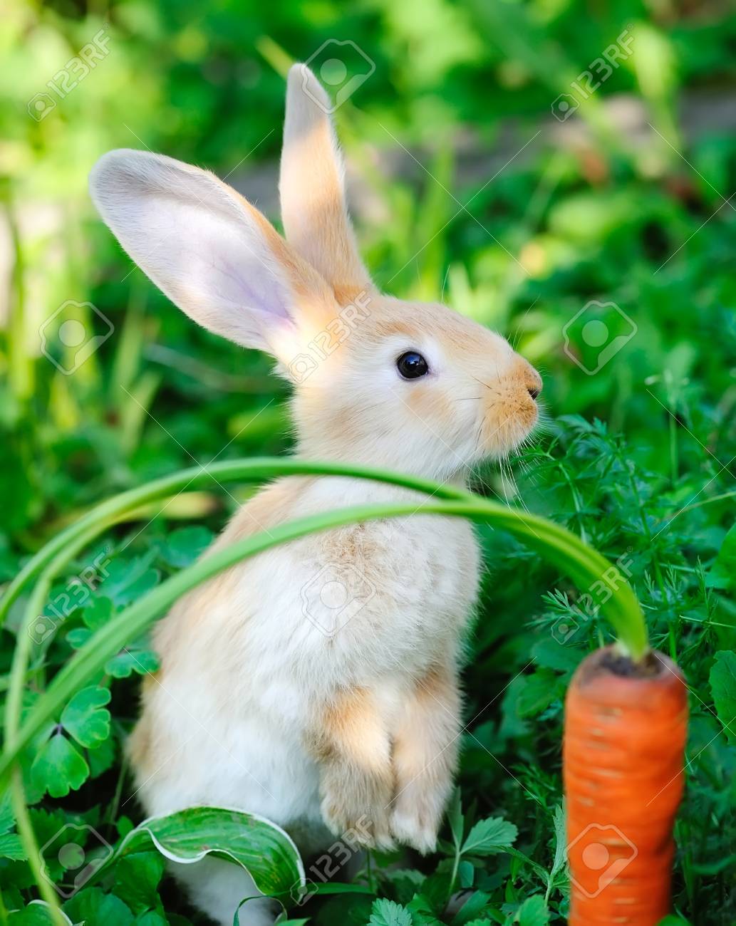 rabbit with a carrot