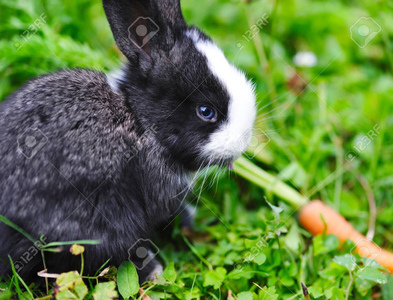 草の中のニンジンと面白い赤ちゃんウサギ の写真素材 画像素材 Image