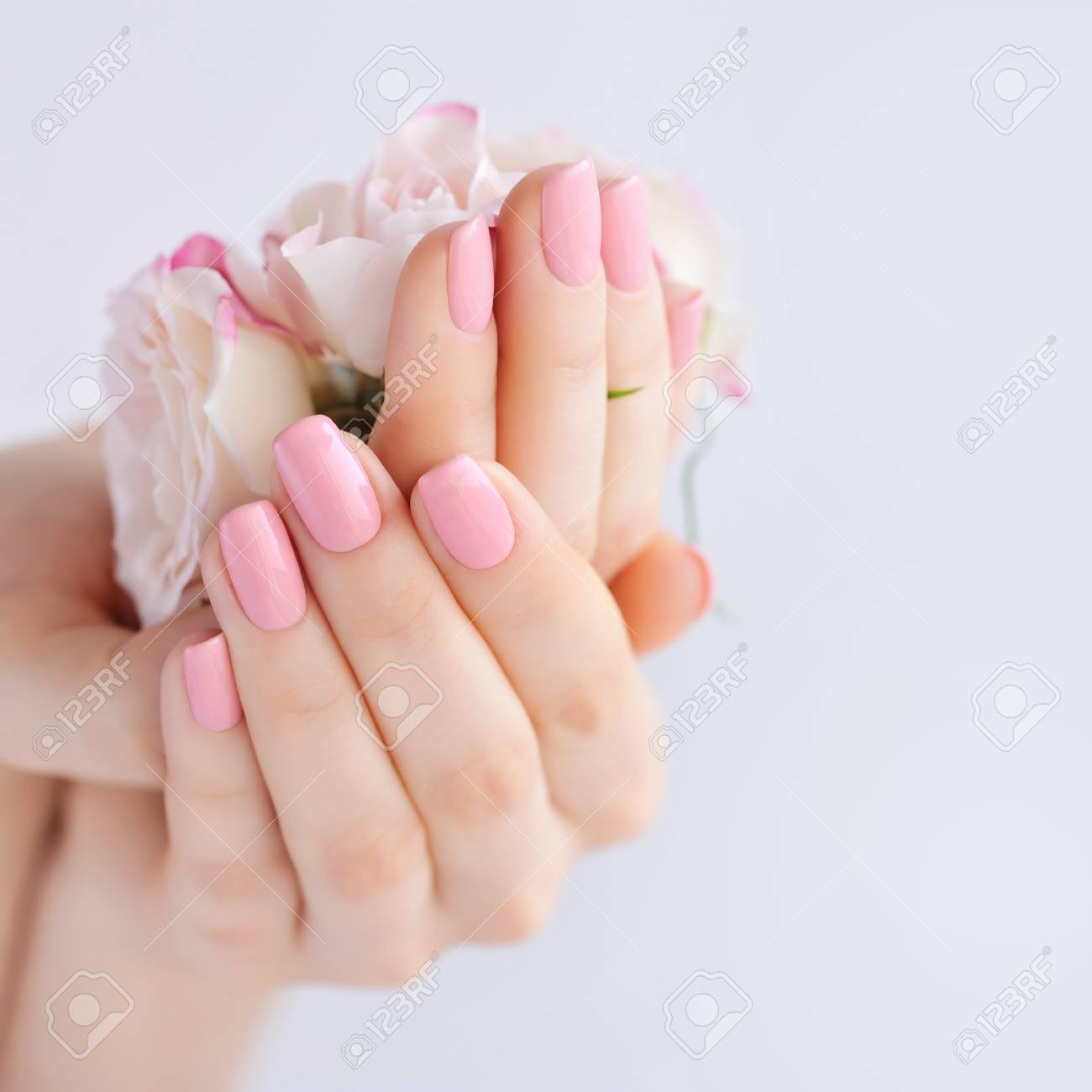 手の爪と白い背景に バラにピンクのマニキュアを持つ女性の の写真素材 画像素材 Image