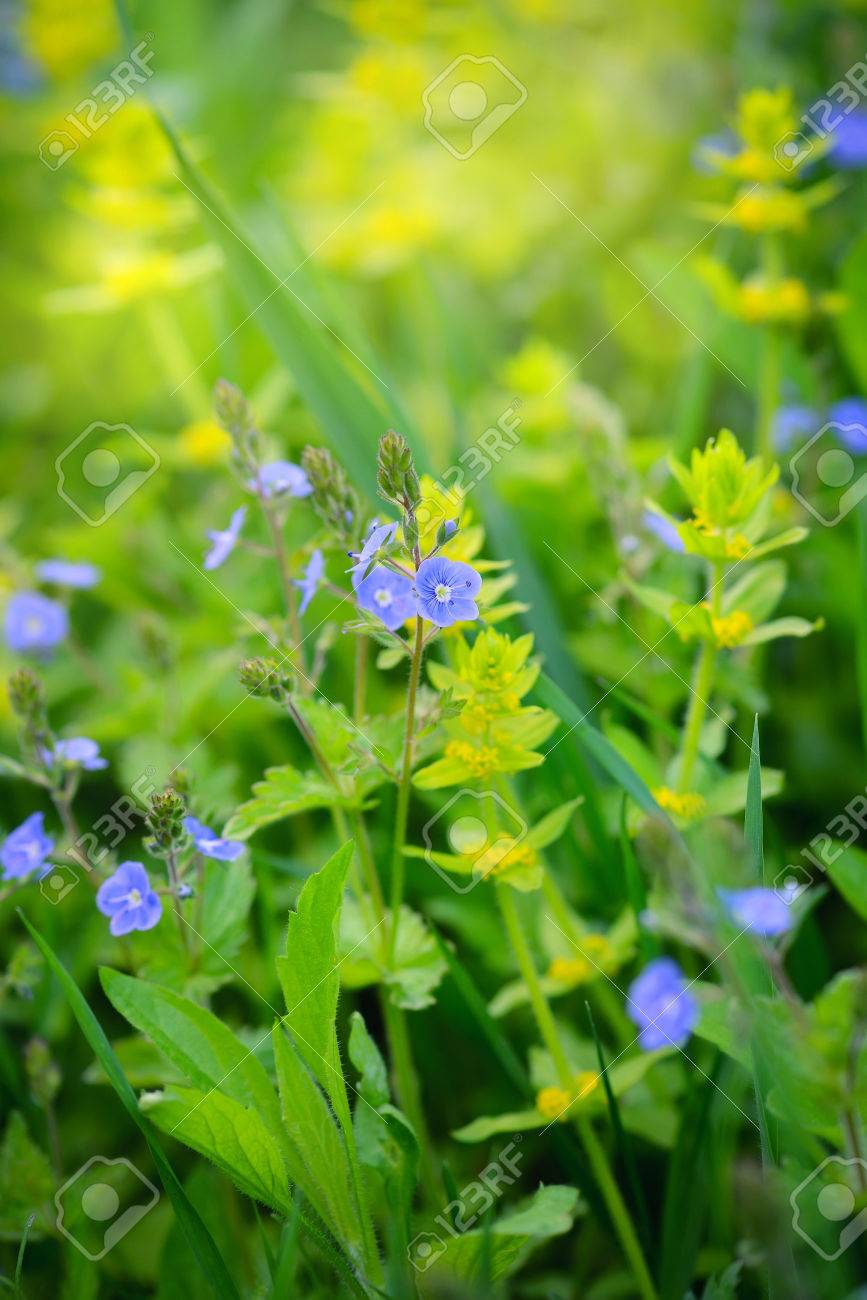ロイヤリティフリーヴェロニカ 花 美しい花の画像