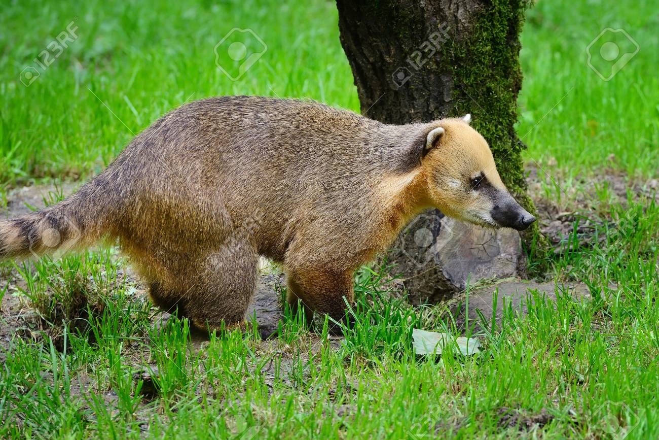 かわいいハナグマ Nasua 野生の動物がタヌキのように見える の写真素材 画像素材 Image