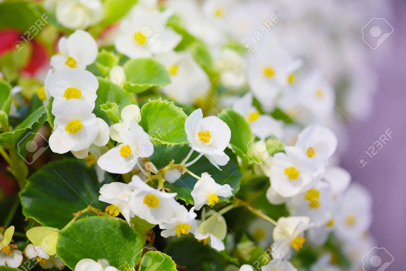 White Begonia Flower Blooming In Garden Stock Photo Picture And Royalty Free Image Image 104169123