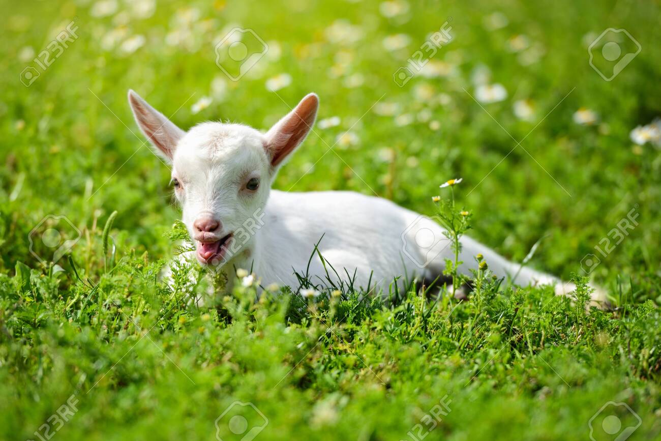 White little goat resting on green grass with daisy flowers on a sunny day - 147263108 White little goat resting on green grass with daisy flowers on a sunny day - 147263108