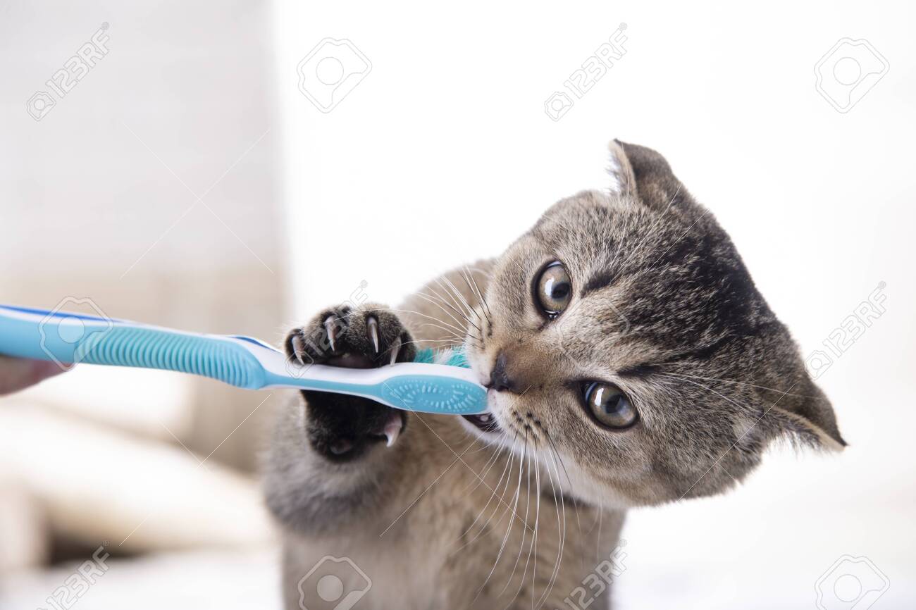 kitten toothbrush