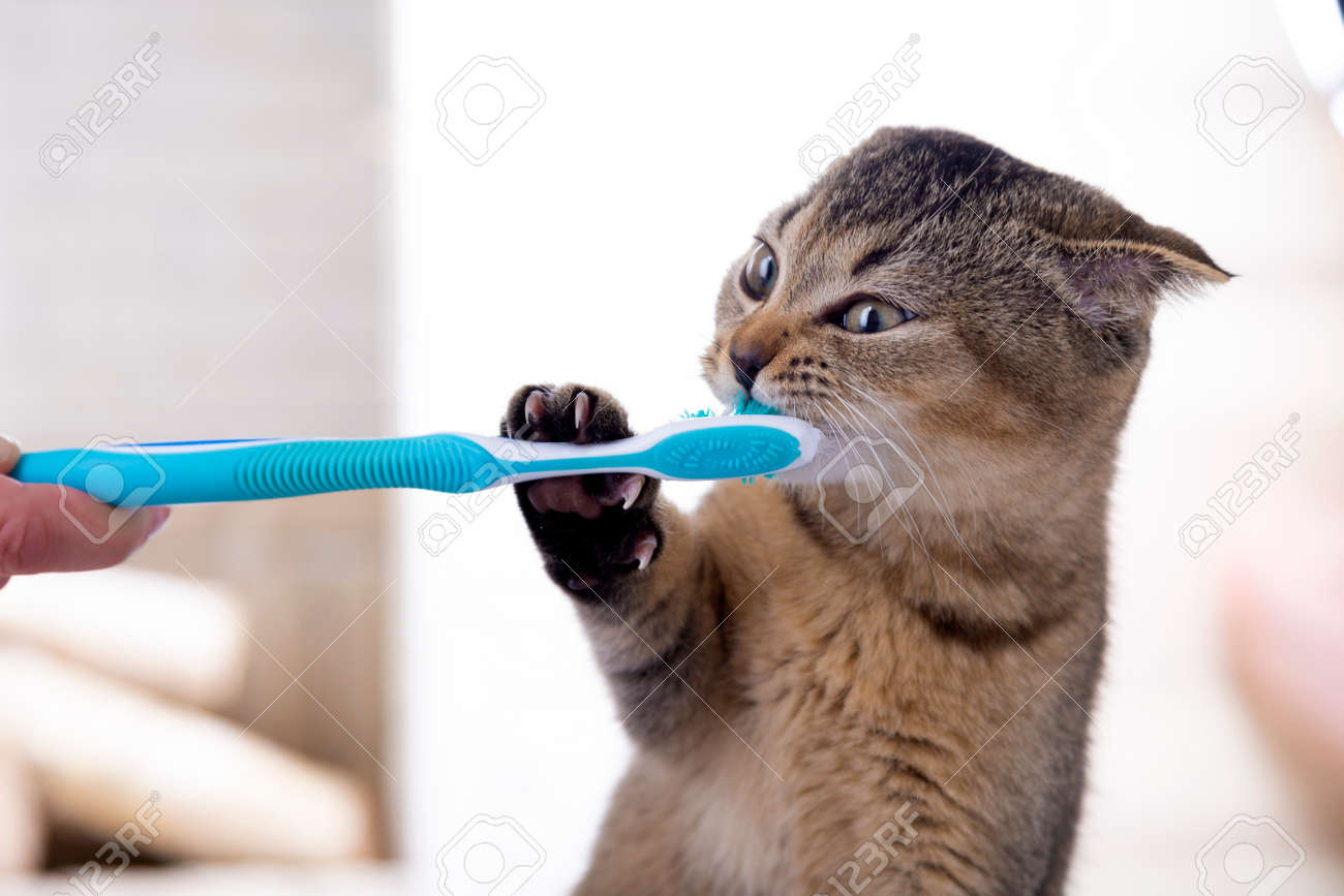 kitten toothbrush