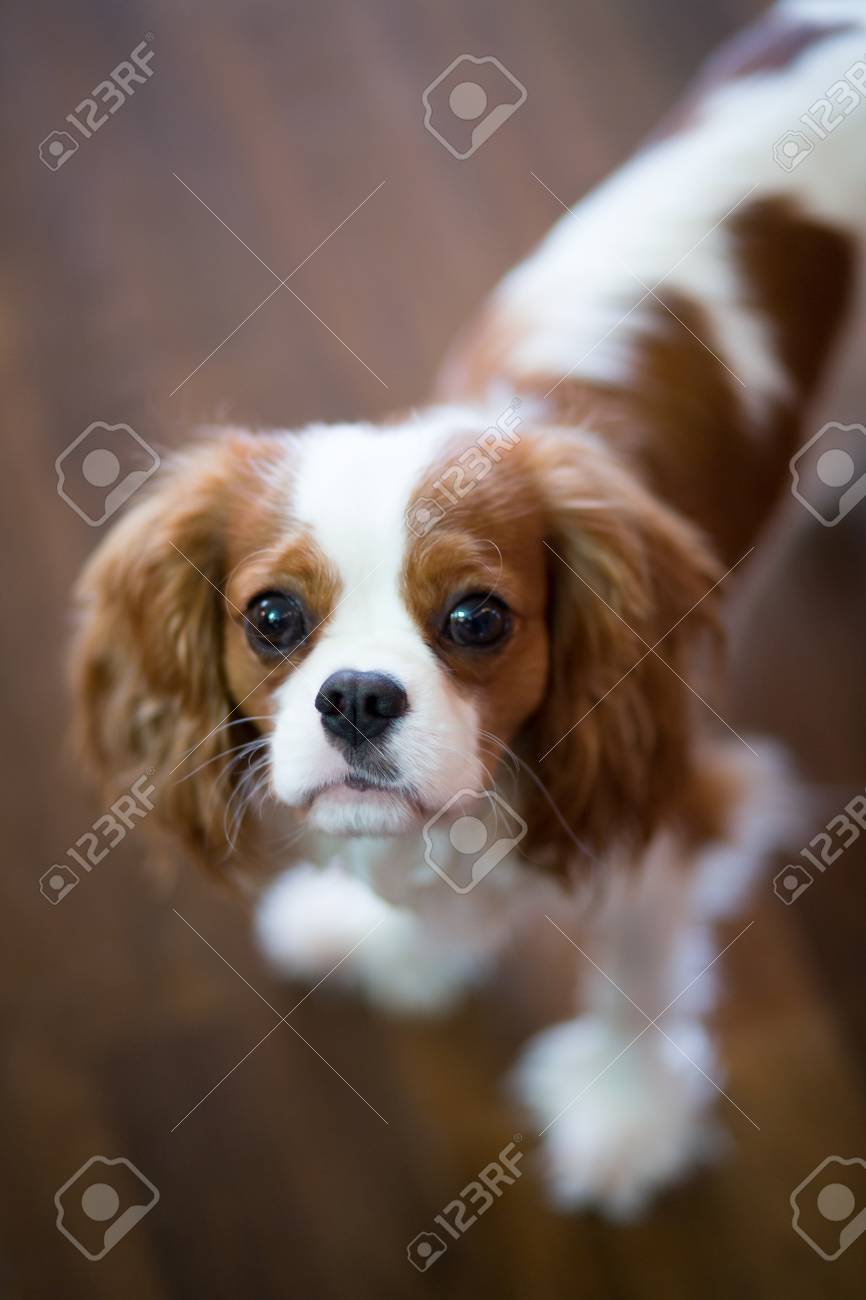 russian word for teddy bear