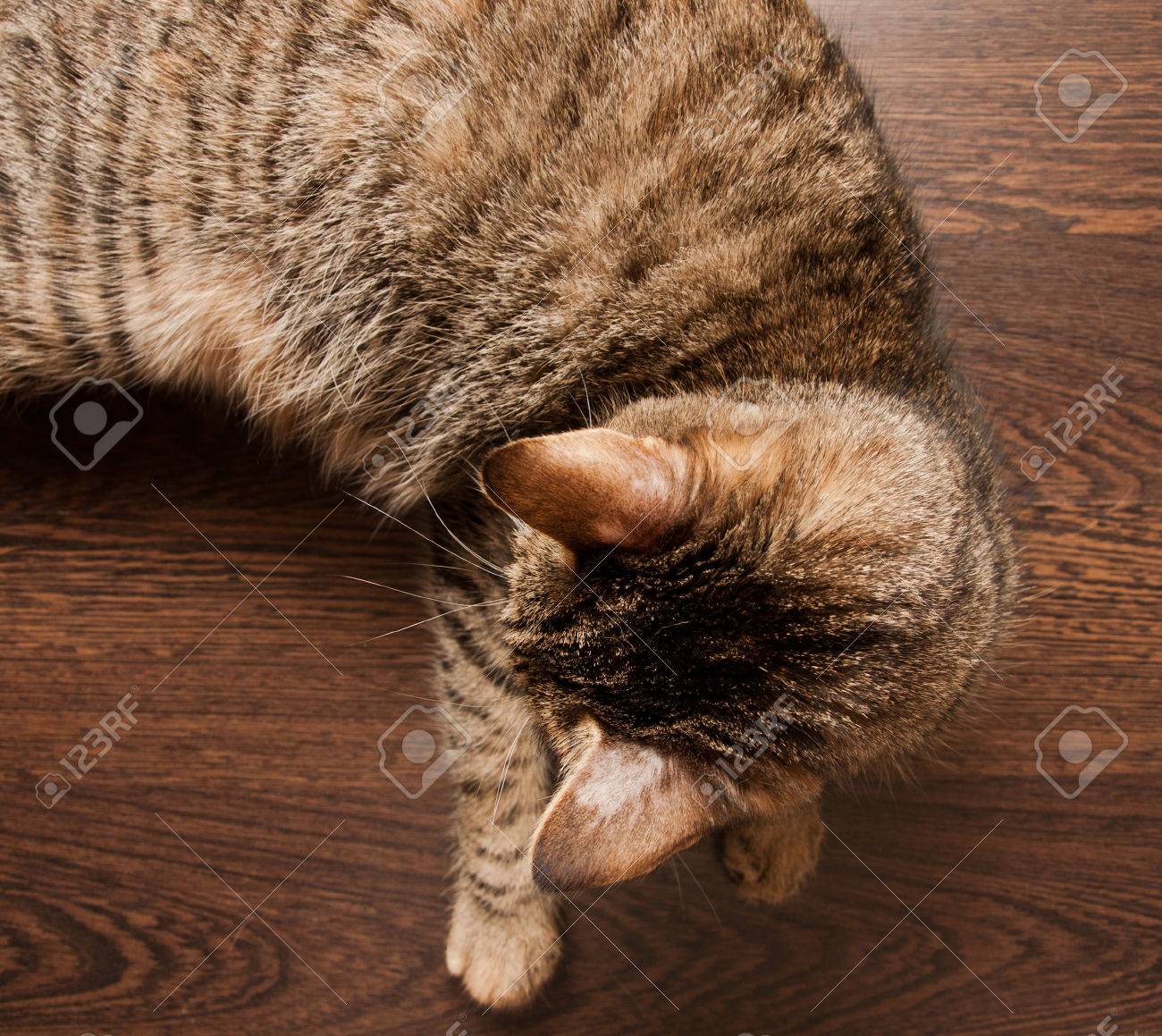 猫の白癬 耳 皮膚の問題 毛皮で禿げた点は落ちる 上面図 クローズ アップ の写真素材 画像素材 Image