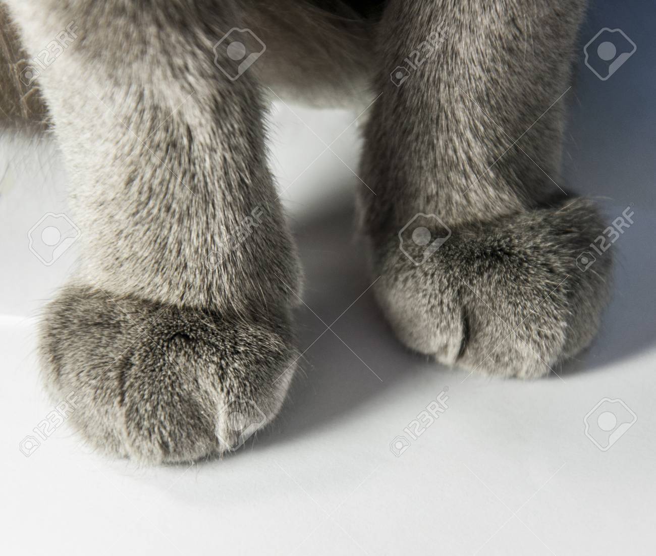 soft cat paws
