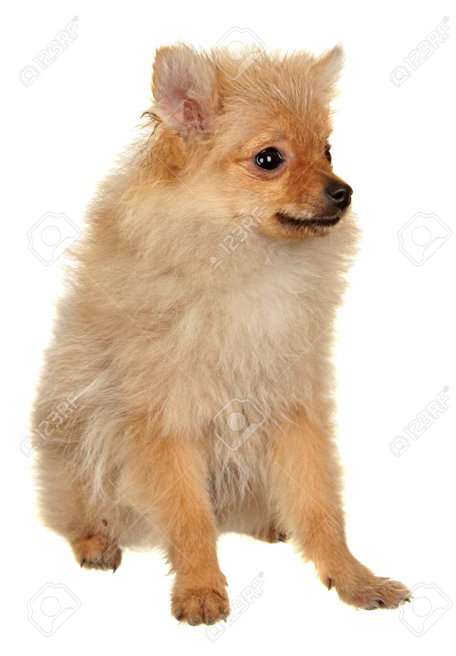 Chien Petit Race Studio De Photographie Sur Un Fond Blanc